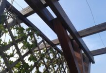 Coprire una pergola con le piante 1554 0 Coprire una pergola con le piante
